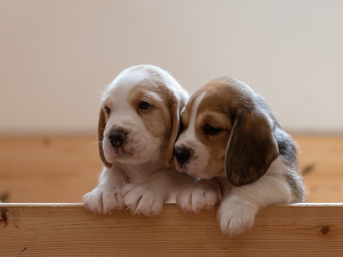 Beagle