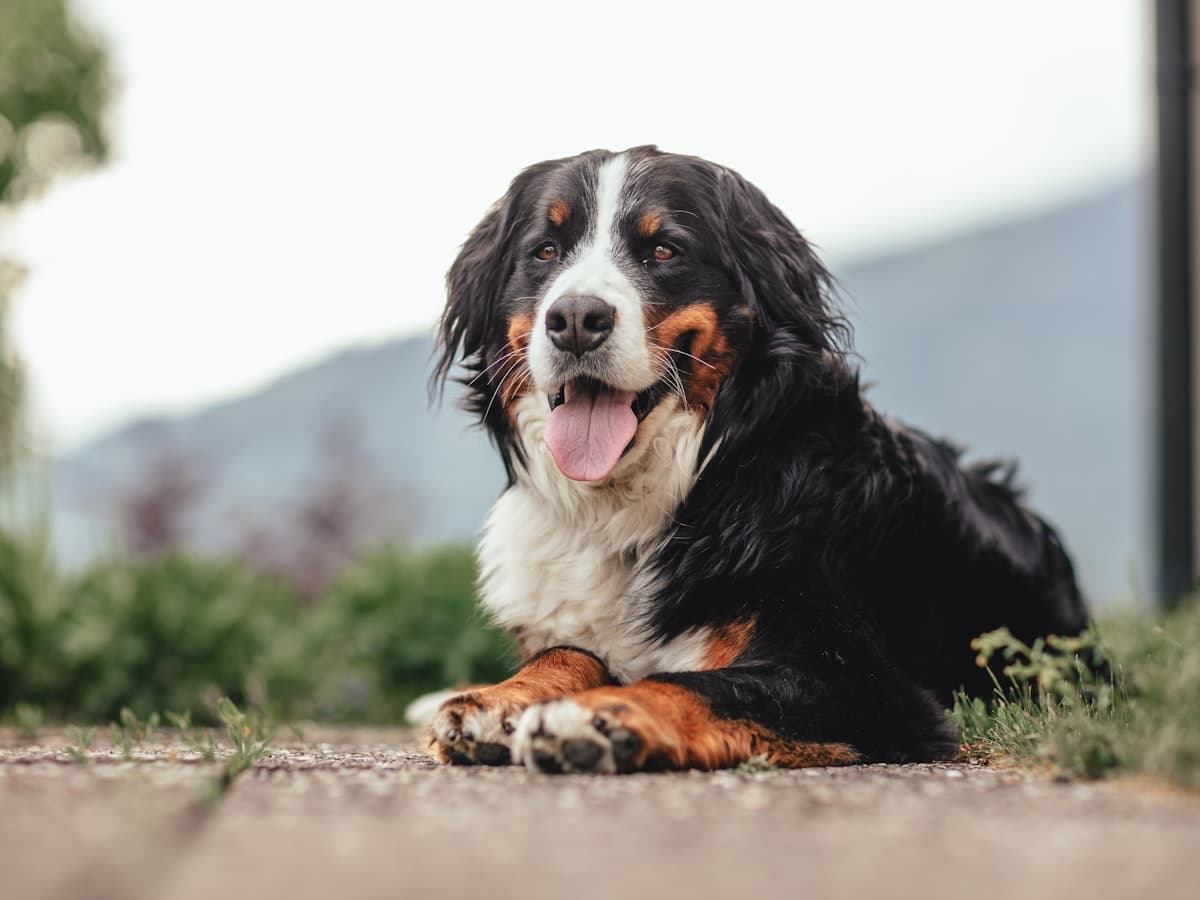 Berner Sennenhond