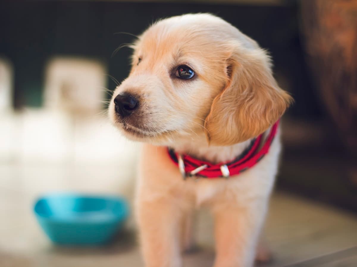 Labrador