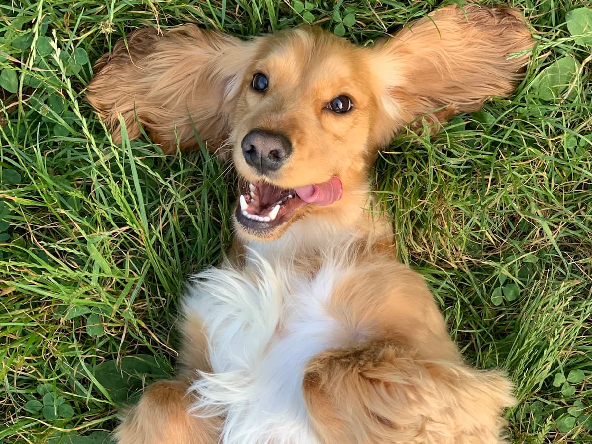 Cocker Spaniel