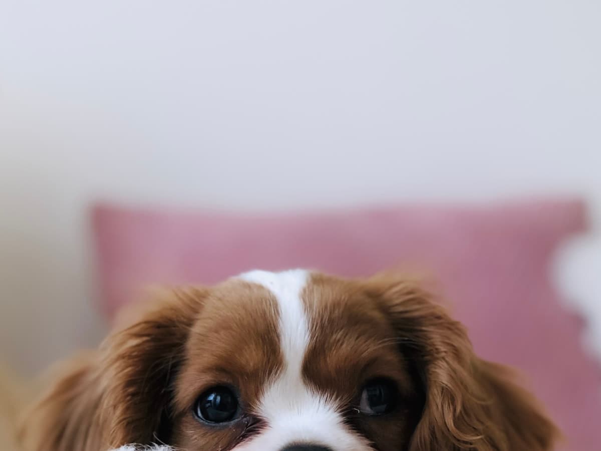 Cavalier King Charles