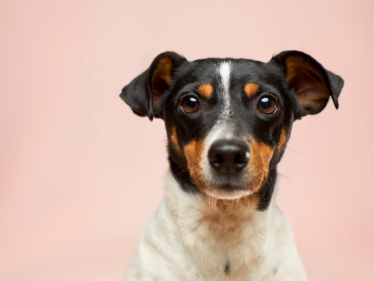 Jack Russell
