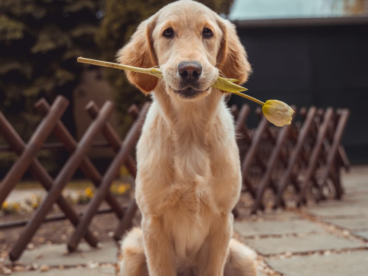 Golden Retriever