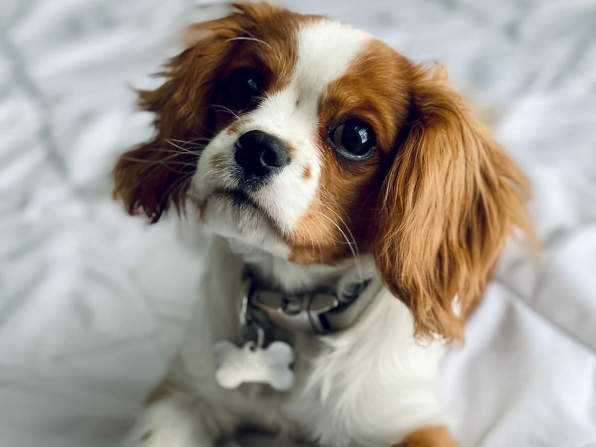 Cavalier King Charles