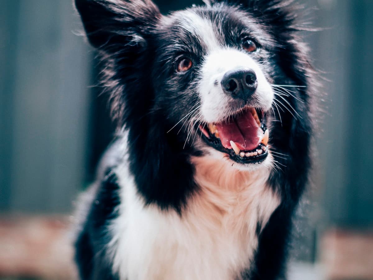 Border Collie